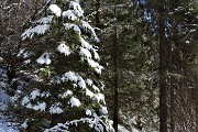 30 Ci voleva a Natale questo albero con neve !